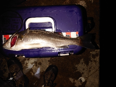 メバリングのはずが