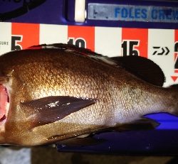 やっとメバル釣れたけどサイズ伸びない
