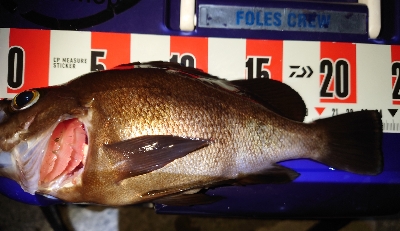 やっとメバル釣れたけどサイズ伸びない