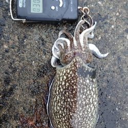 コウイカエギング