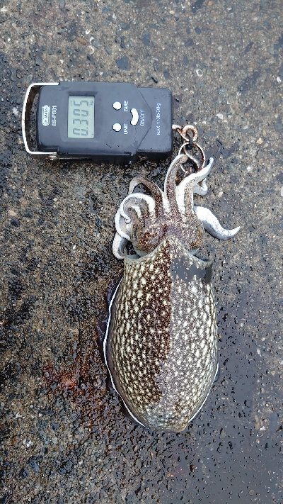 コウイカエギング