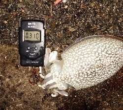 コウイカエギング