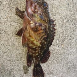 知らない内にガシラ