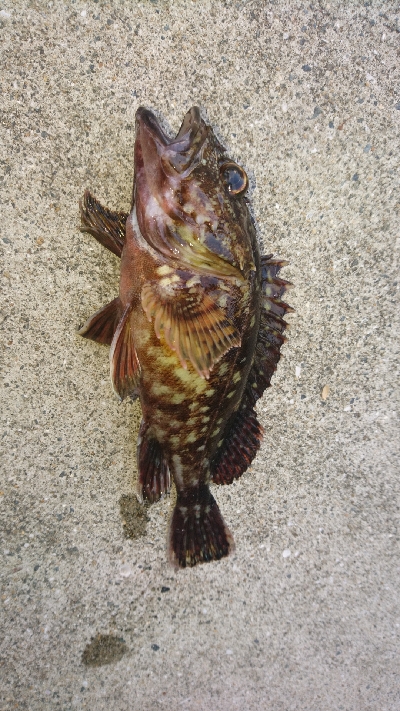 知らない内にガシラ