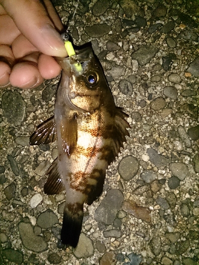 久しぶりのアジ