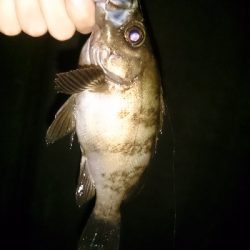 初めてのフロートメバリング