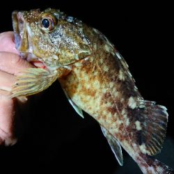 干潮に苦戦。なんとか２匹。