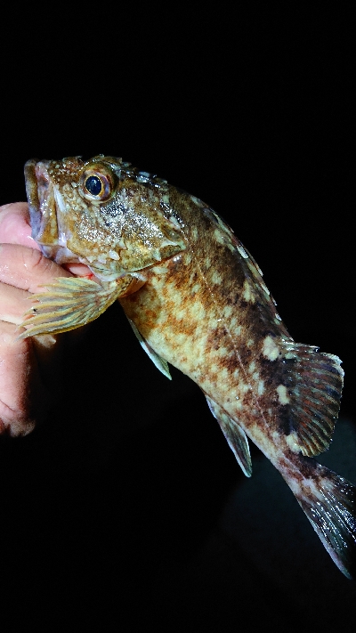 干潮に苦戦。なんとか２匹。