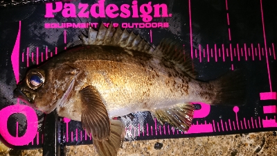 メバルには…ワーム？プラグ？