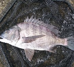 久々に 短時間集中で釣れた