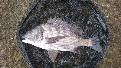 久々に 短時間集中で釣れた