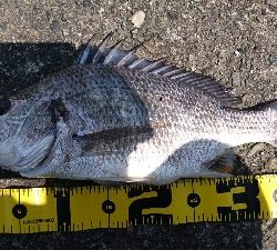 久しぶりに半日ゆっくりと釣行