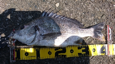 久しぶりに半日ゆっくりと釣行