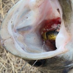 Vj丸呑みだったが…