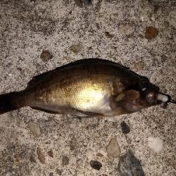 メバリングで嬉しいタコ