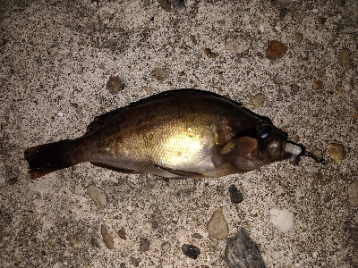 メバリングで嬉しいタコ