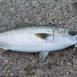 ショアジギング　ハマチ