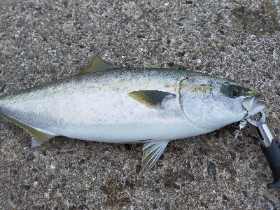 ショアジギング　ハマチ