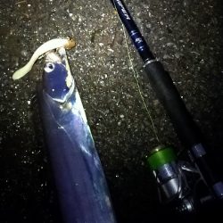 腹パンタチウオ