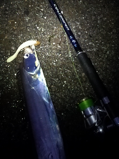 腹パンタチウオ