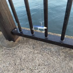 ショアジギング☆平日なのに満員!!