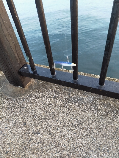 ショアジギング☆平日なのに満員!!