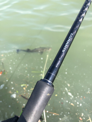 グッドコンディション沖シーバス