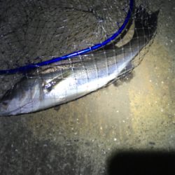 底バチパターン