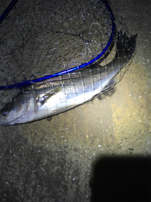 底バチパターン