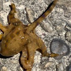 短時間エギング