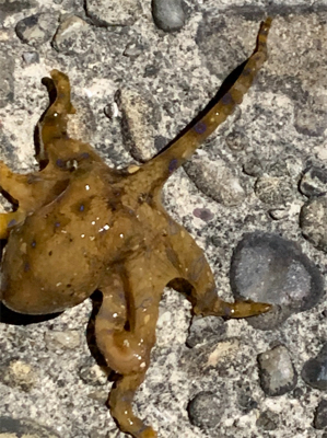 短時間エギング