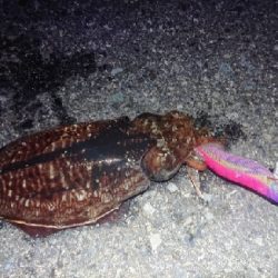 久しぶりのショアジギング