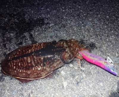 久しぶりのショアジギング