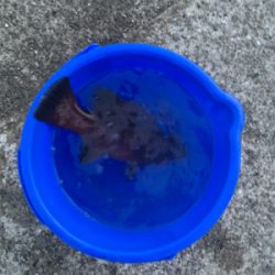 今年初のサビキで