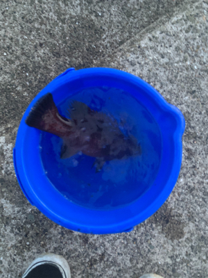 今年初のサビキで