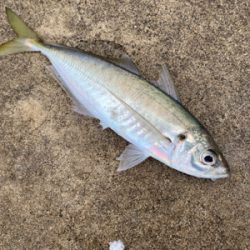 連日のアジング