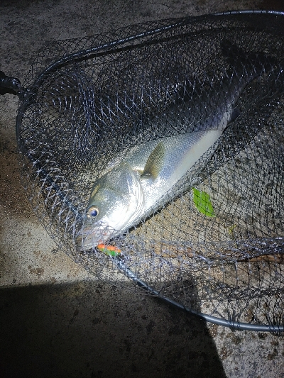 バチパターン？？