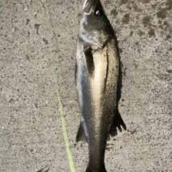 バチ抜けシーバス