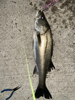 バチ抜けシーバス