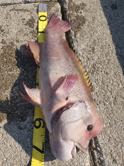 かぶせつりにて