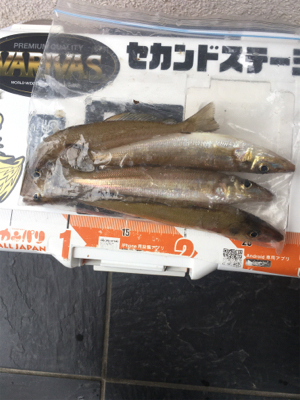 ゴールデンウィーク