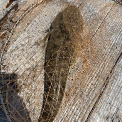 アオリイカのはずが…