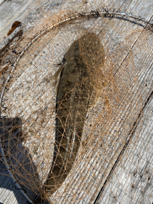 アオリイカのはずが…