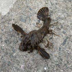 爆風でもなんとか探り釣り