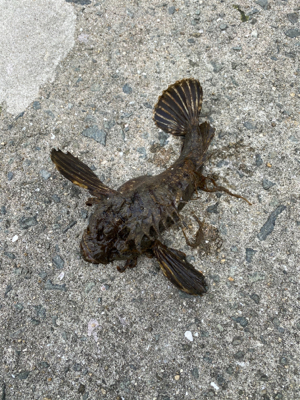 爆風でもなんとか探り釣り