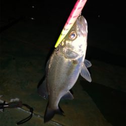 バチ抜けシーバス