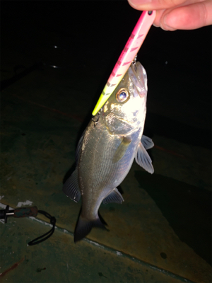 バチ抜けシーバス