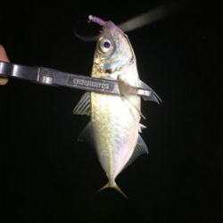 鯵はいる。渋いだけ・・・？