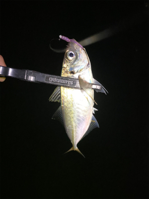 鯵はいる。渋いだけ・・・？