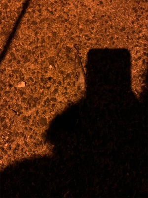 ナイトのハクパターン！